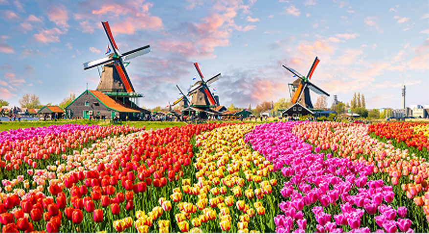 Image of windmills and tulips in Amsterdam