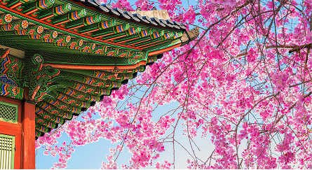Sakura tree blooming
