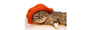 Cat wearing a hat