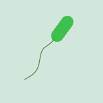 Haemophilus parainfluenzae