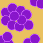 Staphylococcus aureus