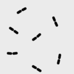 Streptococcus pseudopneumoniae